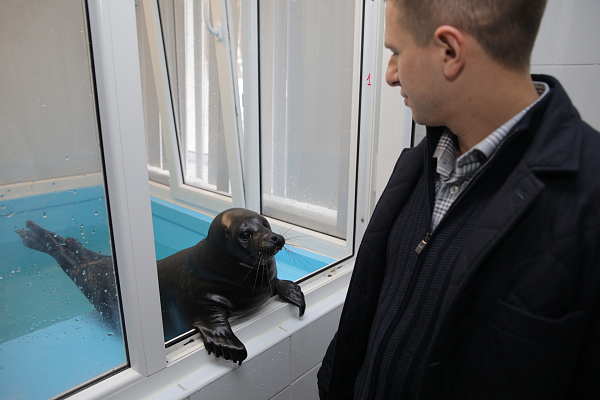 Михаил Романов привез лекарства для подопечных Центра изучения и сохранения морских млекопитающих в Репино