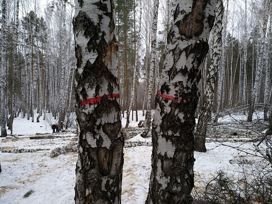 После вмешательства Андрея Барышева приостановлена санитарная вырубка деревьев в роще на Захаренко