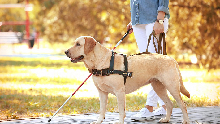 Госдума разрешила не распространять на собак-поводырей, сопровождающих инвалидов по зрению, требования к выгулу домашних животных