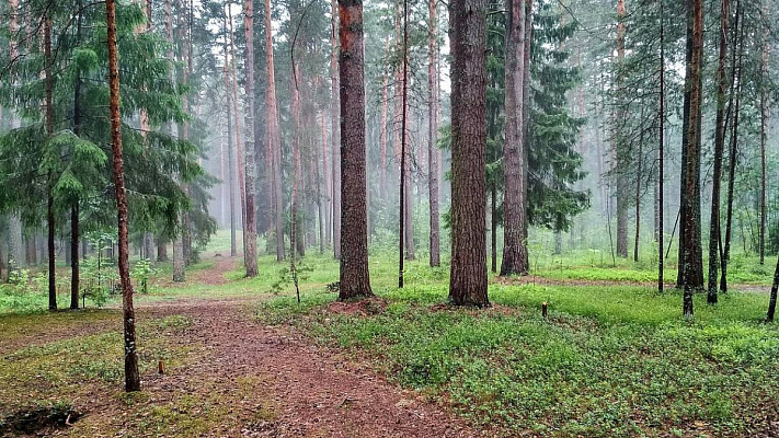 С 1 июля в России начнется создание единой системы учета леса – ее работу законодательно обеспечила фракция «ЕДИНАЯ РОССИЯ»