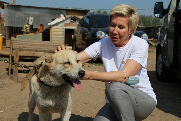 При поддержке сторонников «ЕДИНОЙ РОССИИ» помощь получил 31 приют для животных